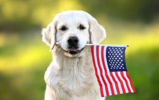 Cross Border Financial Planning - Dog with American Flag in mouth.UK/US-Connected dog