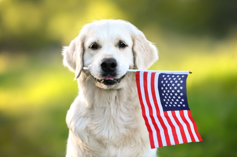 Cross Border Financial Planning - Dog with American Flag in mouth.UK/US-Connected dog